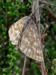 Attēlu rezultāti vaicājumam “Ematurga atomaria male”