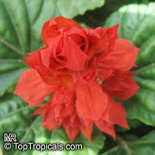 Image result for Salvia splendens