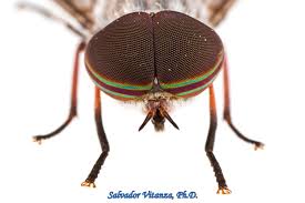 Attēlu rezultāti vaicājumam “Tabanidae”