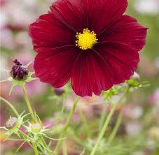 Image result for Schmuckkörbchen