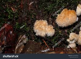 Attēlu rezultāti vaicājumam “Postia ptychogaster”