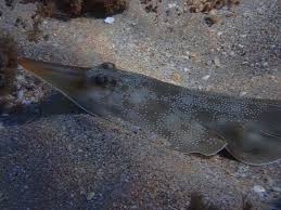 Image result for Pseudobatos lentiginosus