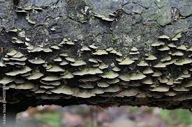 Attēlu rezultāti vaicājumam “Trichaptum abietinum”