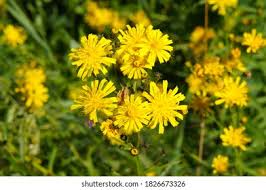 Attēlu rezultāti vaicājumam “Hieracium umbellatum”