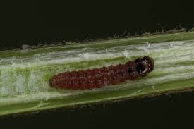 Attēlu rezultāti vaicājumam “Cossus cossus larva”