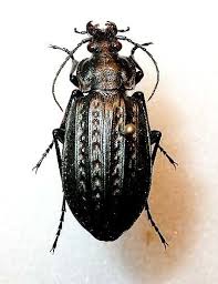 Attēlu rezultāti vaicājumam “Carabus clathratus”