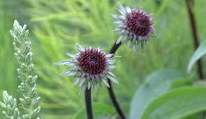 Attēlu rezultāti vaicājumam “Echinacea purpurea bud”