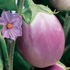 Afbeeldingsresultaat voor rosa bianca eggplant