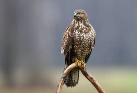 Attēlu rezultāti vaicājumam “Buteo buteo”