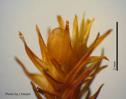 Attēlu rezultāti vaicājumam “Orthotrichum patens”