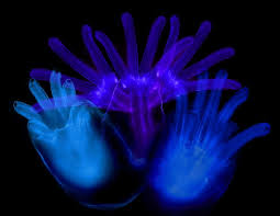 Attēlu rezultāti vaicājumam “Diderma umbilicatum macro”