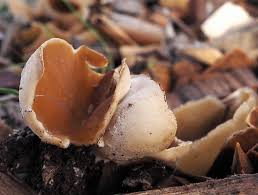 Attēlu rezultāti vaicājumam “Peziza vesiculosa”