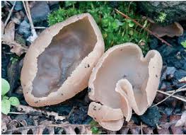 Attēlu rezultāti vaicājumam “Peziza varia”