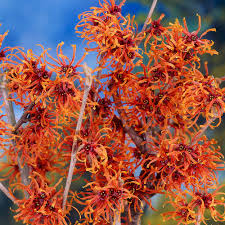 Attēlu rezultāti vaicājumam “Hamamelis virginiana flower”