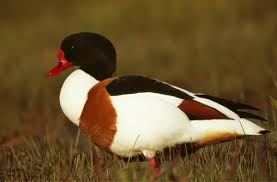 Attēlu rezultāti vaicājumam “Tadorna tadorna”