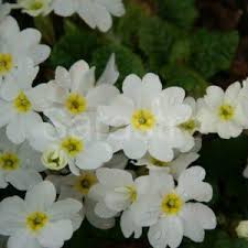 Attēlu rezultāti vaicājumam “Primula x margotae”