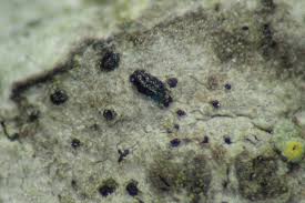 Attēlu rezultāti vaicājumam “Alyxoria varia”