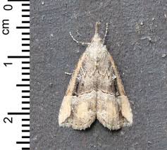 Attēlu rezultāti vaicājumam “Hypena rostralis”