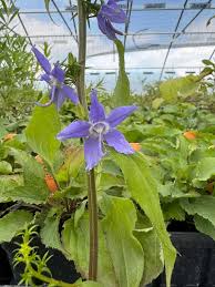 Image result for Campanula americana