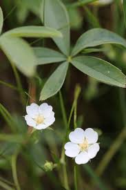 Attēlu rezultāti vaicājumam “Potentilla alba”