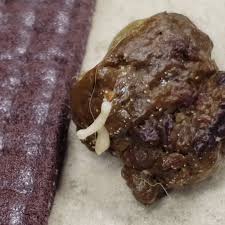 Image result for cestoda excrement dog