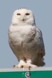 Image result for Bubo scandiacus