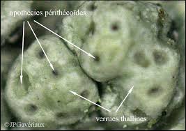 Attēlu rezultāti vaicājumam “Pertusaria pertusa”