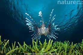 Image result for Pterois volitans