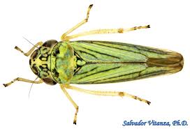 Attēlu rezultāti vaicājumam “Auchenorrhyncha”