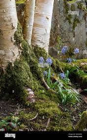 Attēlu rezultāti vaicājumam “Lathyrus vernus bud”