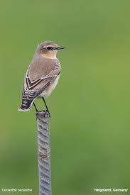 Attēlu rezultāti vaicājumam “Oenanthe oenanthe”