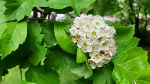 Attēlu rezultāti vaicājumam “Crataegus macracantha flower”
