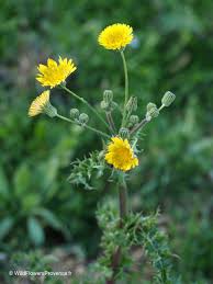 Attēlu rezultāti vaicājumam “Sonchus asper flower”