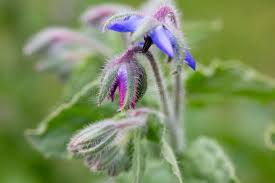 Attēlu rezultāti vaicājumam “Borago officinalis bud”