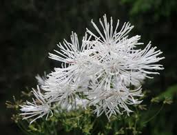 Attēlu rezultāti vaicājumam “Thalictrum aquilegifolium leaf”