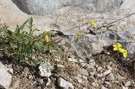 Image result for Diplotaxis tenuifolia