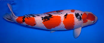 Image result for Cyprinus rubrofuscus