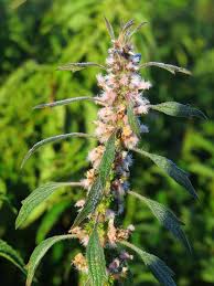 Attēlu rezultāti vaicājumam “Leonurus quinquelobatus”