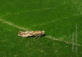 Attēlu rezultāti vaicājumam “Phyllonorycter sp.”