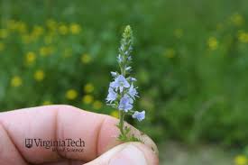 Attēlu rezultāti vaicājumam “Veronica officinalis flower”