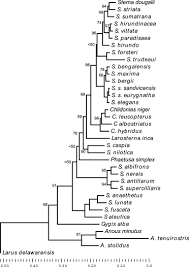 Image result for Sterna acuflavida