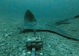 Image result for Dipturus intermedius