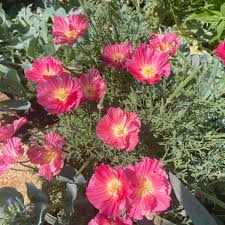 Attēlu rezultāti vaicājumam “Eschscholzia californica”