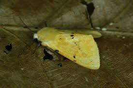 Attēlu rezultāti vaicājumam “Spilosoma lutea imago”