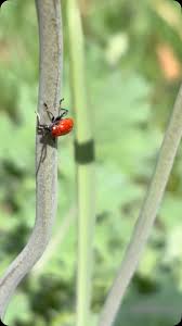 Attēlu rezultāti vaicājumam “Lilioceris lilii”