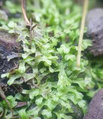 Attēlu rezultāti vaicājumam “Riccia rhenana”