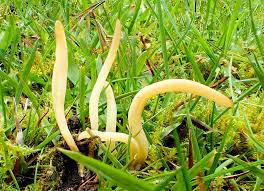 Attēlu rezultāti vaicājumam “Clavaria straminea”