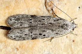 Attēlu rezultāti vaicājumam “Carpatolechia alburnella”