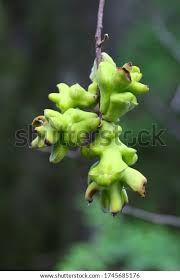 Attēlu rezultāti vaicājumam “Exobasidium vaccinii”