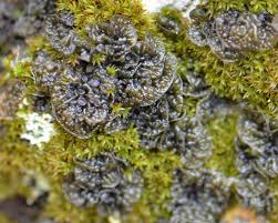 Attēlu rezultāti vaicājumam “Collema”